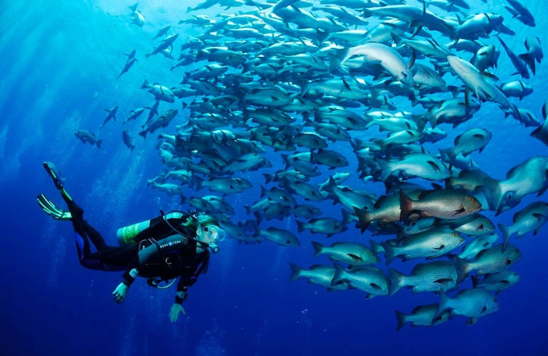 Ras Mohammed National Park Sharm el Sheikh diving